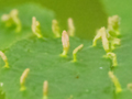 Phyllocoptes eupadi